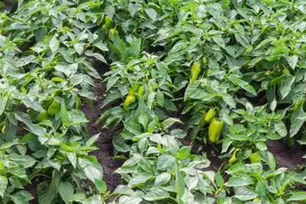 黄帝椒的市场价格,价格在10元一斤左右