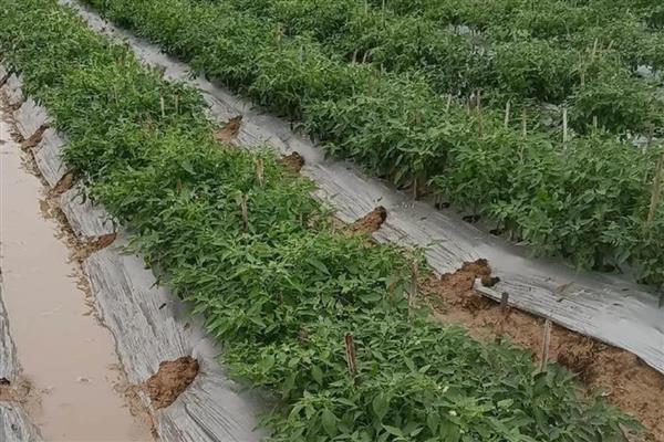 黄帝椒的市场价格,价格在10元一斤左右