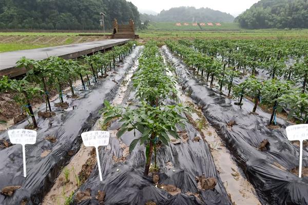 黄帝椒的市场价格,价格在10元一斤左右