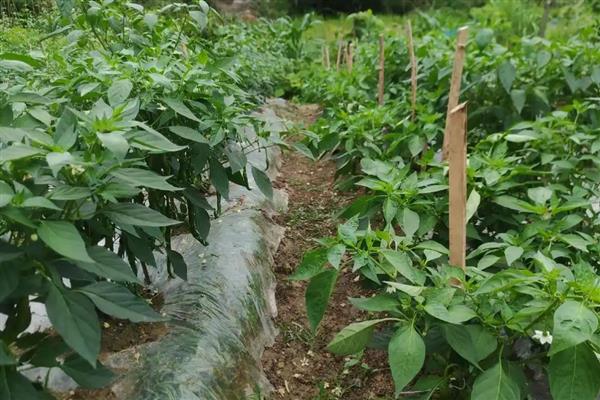 黄帝椒的市场价格,价格在10元一斤左右