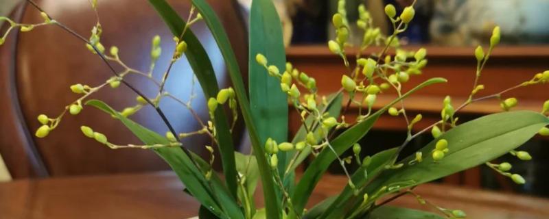 文心兰的常见品种，有沃尔卡诺女王、皱状文心兰等