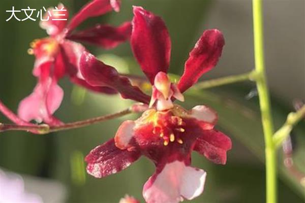 文心兰的常见品种，有沃尔卡诺女王、皱状文心兰等