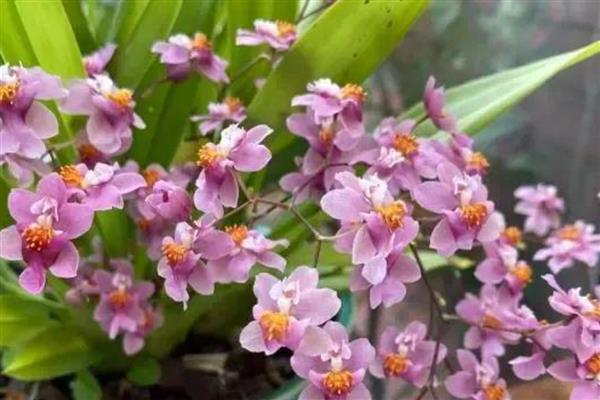 文心兰的常见品种，有沃尔卡诺女王、皱状文心兰等