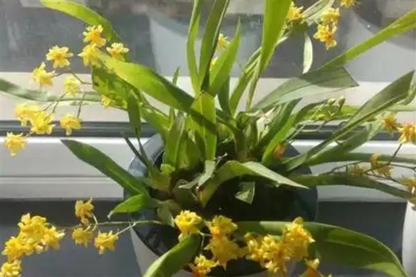 文心兰的常见品种，有沃尔卡诺女王、皱状文心兰等