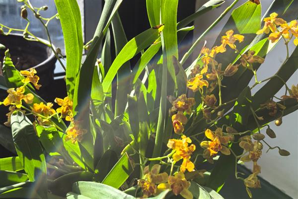 文心兰的常见品种，有沃尔卡诺女王、皱状文心兰等