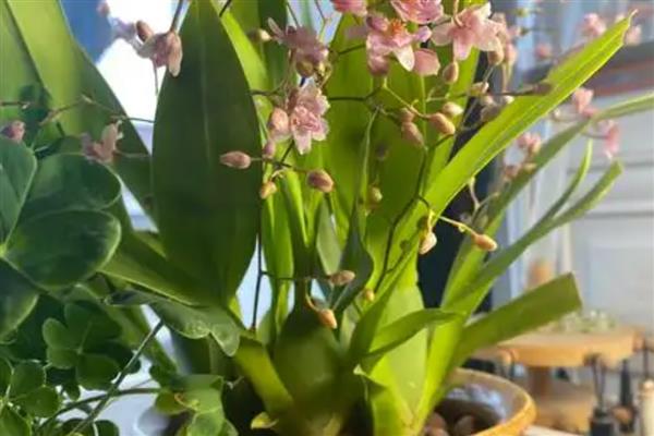 文心兰的常见品种，有沃尔卡诺女王、皱状文心兰等