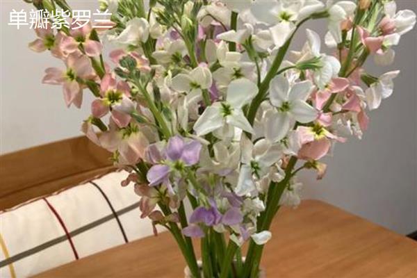 紫罗兰花怕不怕冻，紫罗兰不怕冷