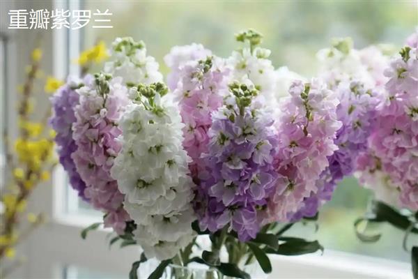 紫罗兰花怕不怕冻，紫罗兰不怕冷
