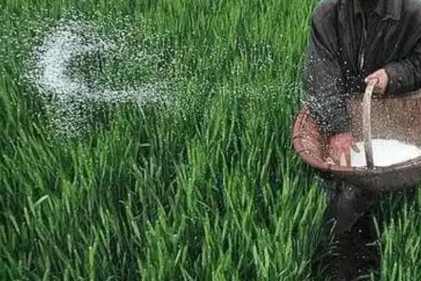 硫酸铵的施用注意事项，不要将硫酸铵施用在水田里