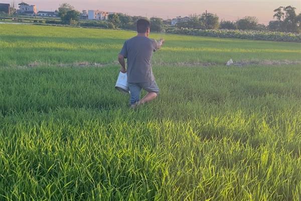 硫酸铵的施用注意事项，不要将硫酸铵施用在水田里