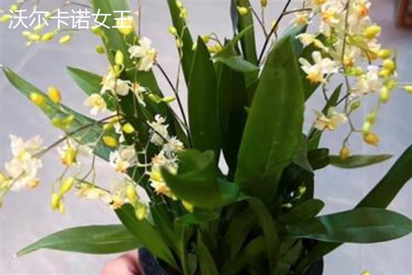 文心兰的常见品种，有沃尔卡诺女王、皱状文心兰等