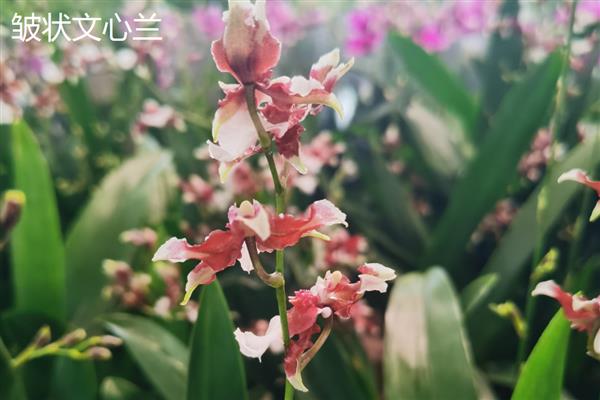 文心兰的常见品种，有沃尔卡诺女王、皱状文心兰等