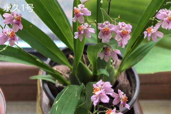 文心兰的常见品种，有沃尔卡诺女王、皱状文心兰等