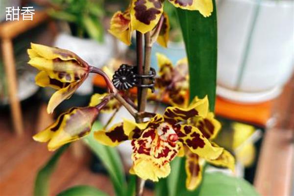 文心兰的常见品种，有沃尔卡诺女王、皱状文心兰等