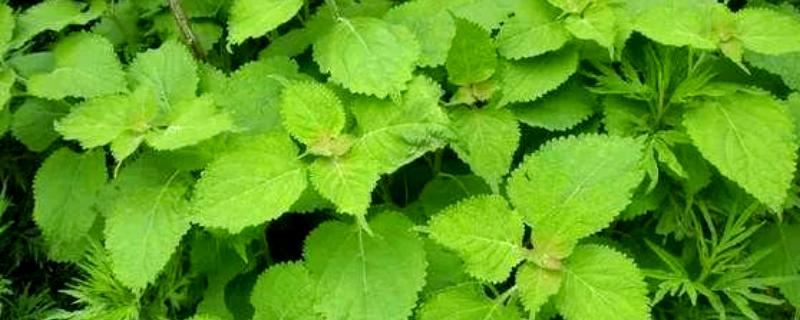 冬凌草的种植的方法，播种通常是在三月底