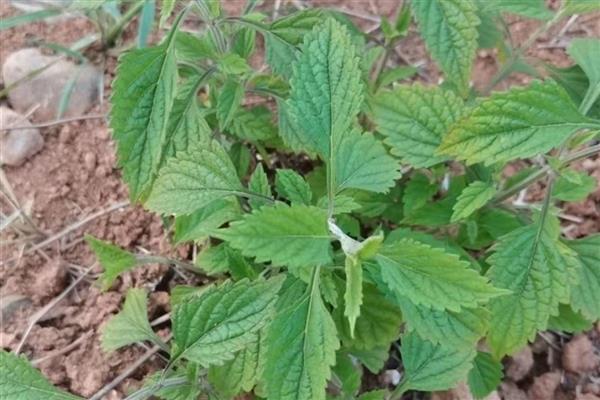 冬凌草的种植的方法，播种通常是在三月底