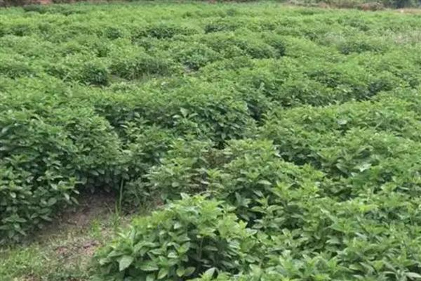 冬凌草的种植的方法，播种通常是在三月底