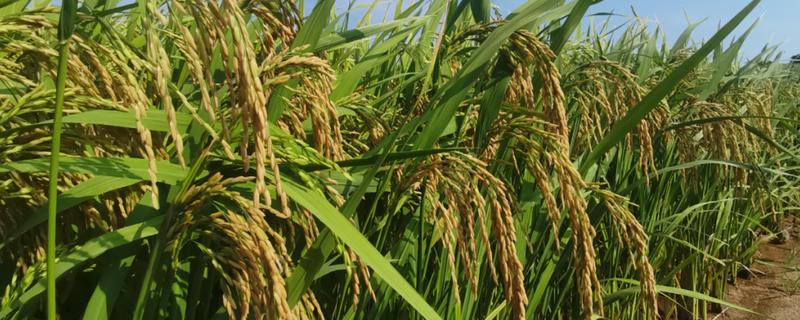 旱稻一亩收几斤，可以收约900斤的稻谷