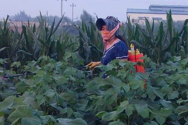 苏云金杆菌有哪些使用注意事项，适合在温度较高时使用