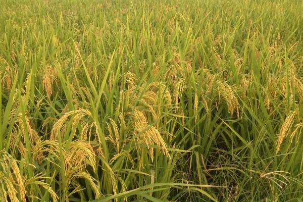 旱稻一亩收几斤,可以收约900斤的稻谷