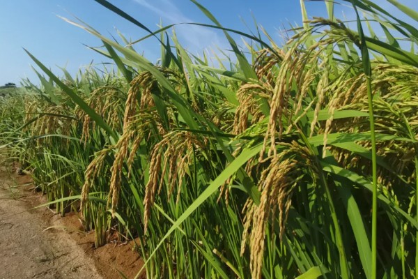 旱稻一亩收几斤,可以收约900斤的稻谷