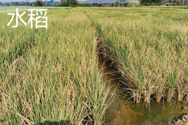 旱稻一亩收几斤,可以收约900斤的稻谷