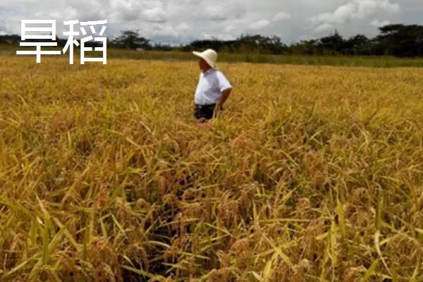 旱稻一亩收几斤,可以收约900斤的稻谷