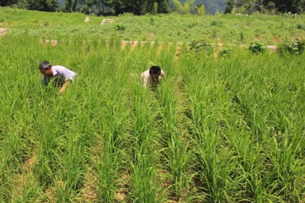 旱稻一亩收几斤,可以收约900斤的稻谷