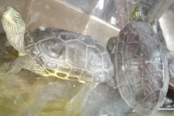 花龟能不能深水养，花龟可以深水养