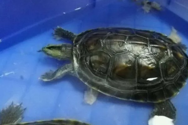 花龟能不能深水养，花龟可以深水养