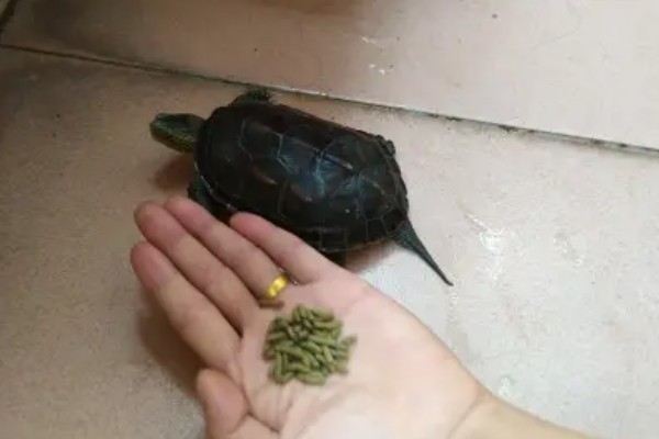 花龟能不能深水养，花龟可以深水养
