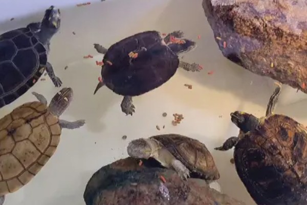花龟能不能深水养，花龟可以深水养