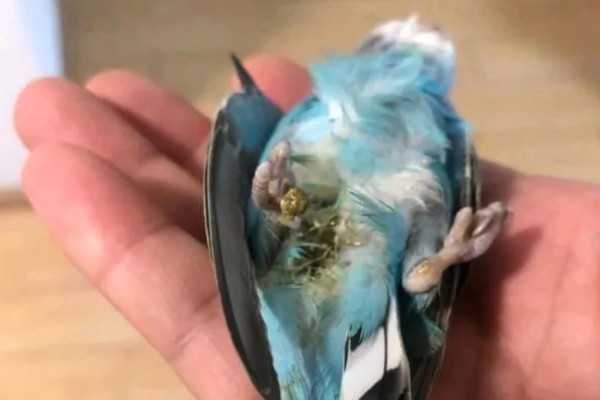 鹦鹉拉肚子的症状，粪便变稀甚至像一滩水