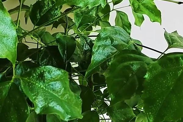 幸福树放客厅的讲究，不可置于墙角阴暗的位置