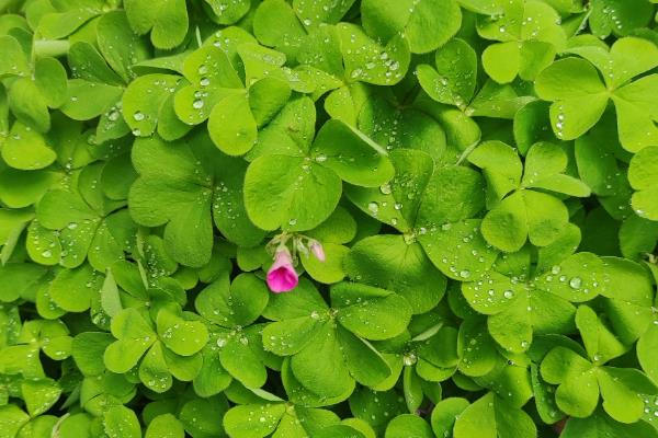 怎么种三叶草,适宜的温度在15-25℃