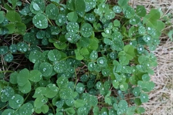 怎么种三叶草,适宜的温度在15-25℃