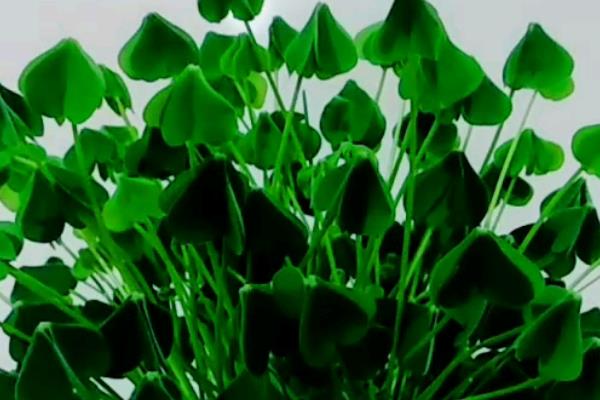 怎么种三叶草,适宜的温度在15-25℃