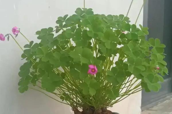 怎么种三叶草,适宜的温度在15-25℃