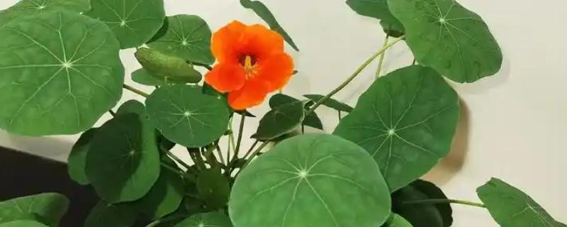 旱荷花要不要摘心,摘心不利于幼苗生长