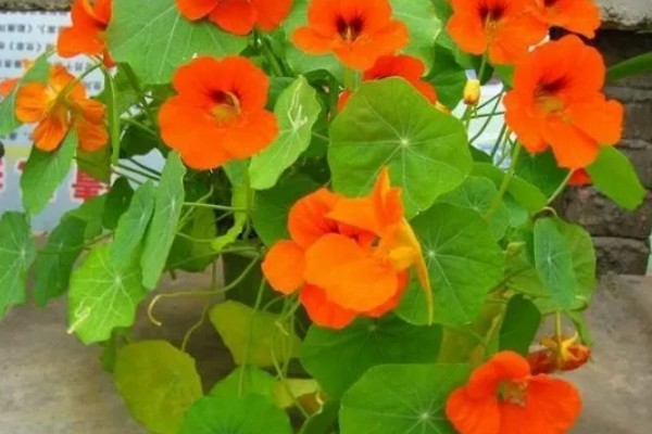 旱荷花要不要摘心,摘心不利于幼苗生长