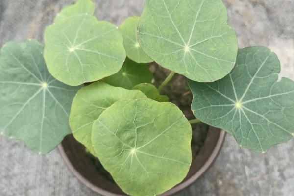 旱荷花要不要摘心,摘心不利于幼苗生长