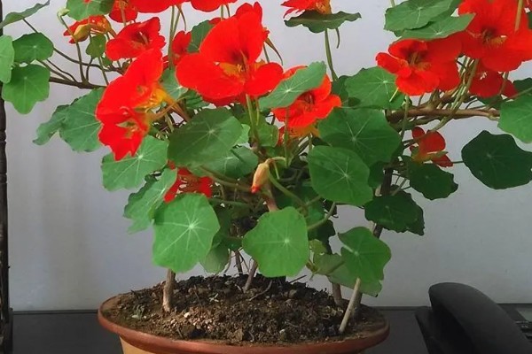 旱荷花要不要摘心,摘心不利于幼苗生长