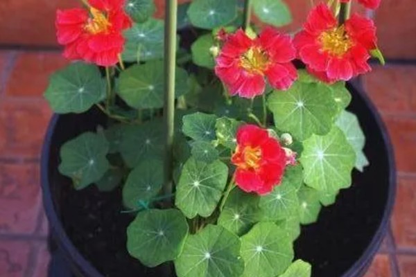 旱荷花要不要摘心,摘心不利于幼苗生长