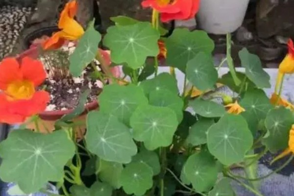 旱荷花要不要摘心,摘心不利于幼苗生长