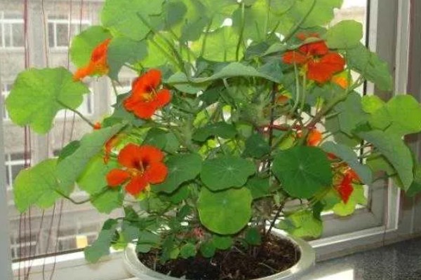 旱荷花要不要摘心,摘心不利于幼苗生长