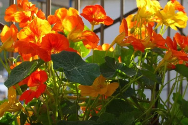 旱荷花要不要摘心,摘心不利于幼苗生长