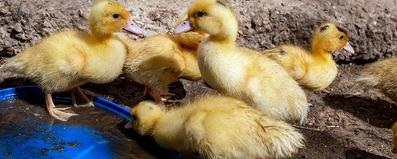 养小鸭子喂食什么，开食的饲料可以用五成熟的大米饭
