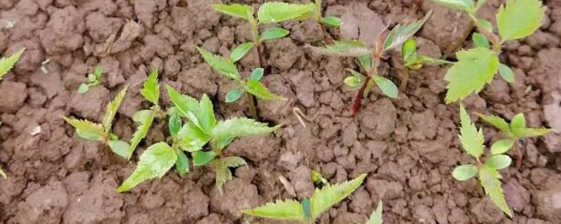 樱桃苗几年才可以结果，需要3到4年就可以挂果