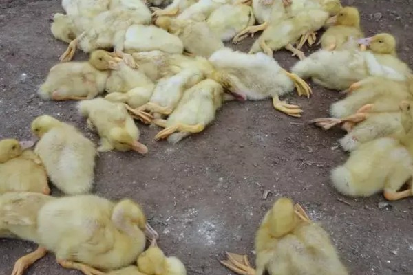 养小鸭子喂食什么，开食的饲料可以用五成熟的大米饭