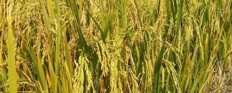 东北水稻的亩产量，通常为400-500公斤
